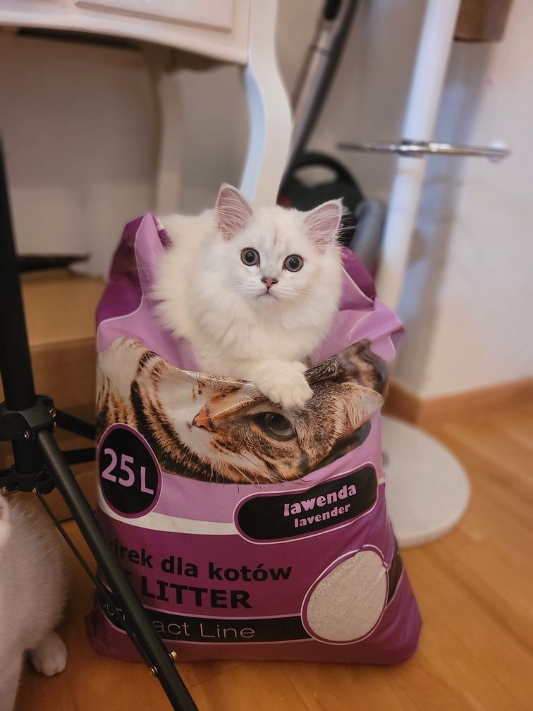 Kocur, kocurek, kot szkocki, scottish straight, chłopiec, kot długowło