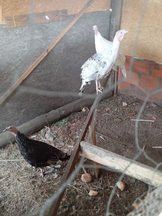 Peruas  novas para mudar