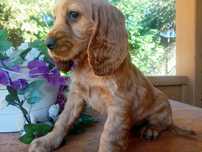 Ccocker spaniel angielski sunia