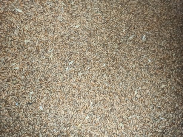 Зерно пшениця 5 грн