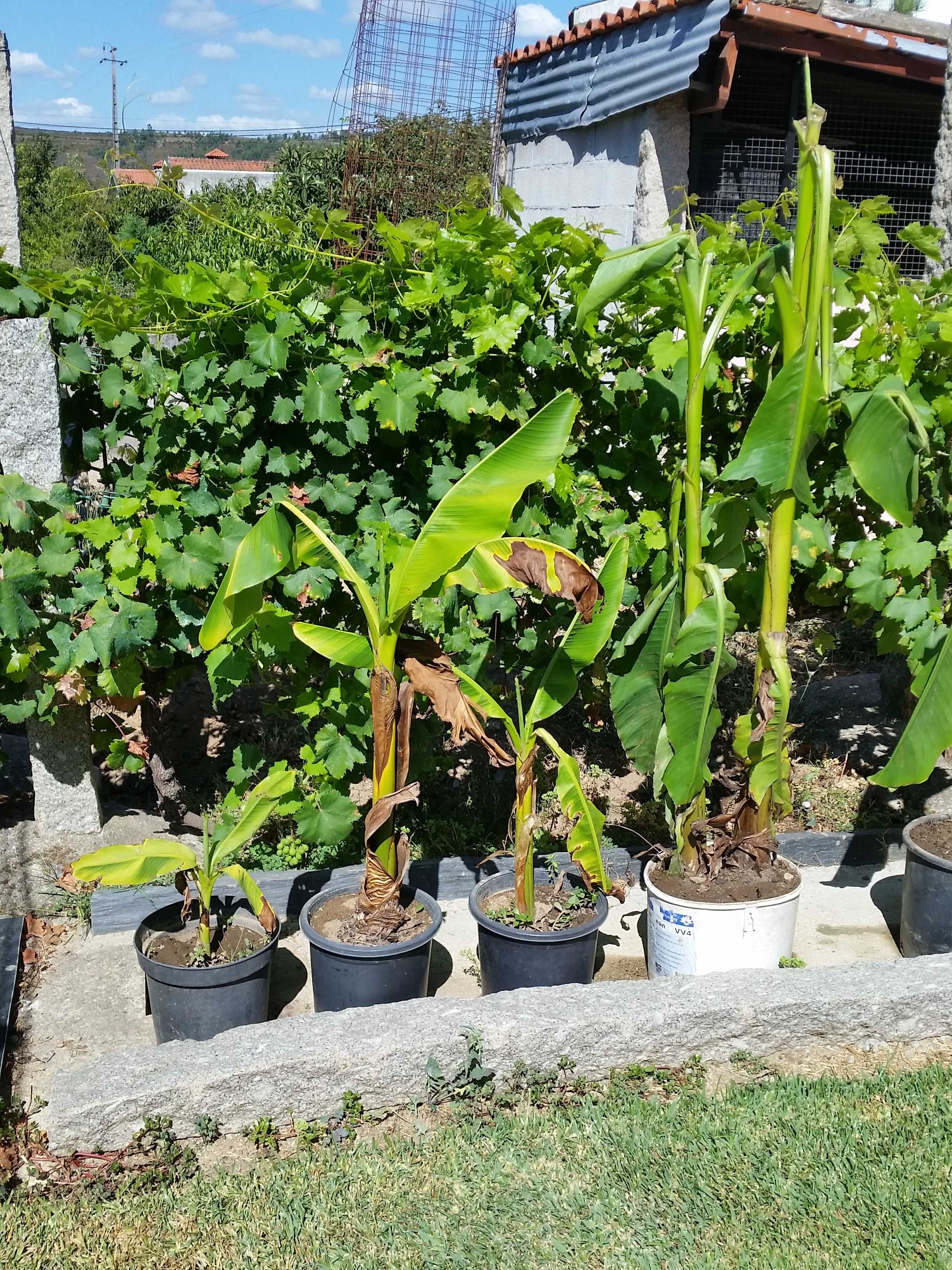 planta bananeira