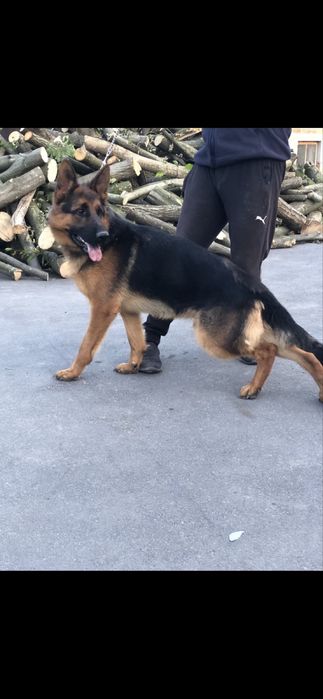 Маленькі принцеси шукають нову родину