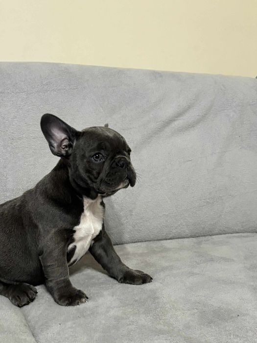Buldog Francuski suczka niebieska COCO rodowód