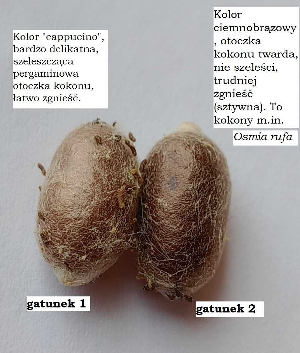 Pszczoła Murarka Ogrodowa, Rogata i in. - kokony selekcjonowane