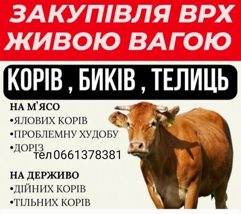 Сільгосп тварини