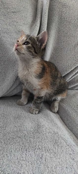 Kotki szukają domów