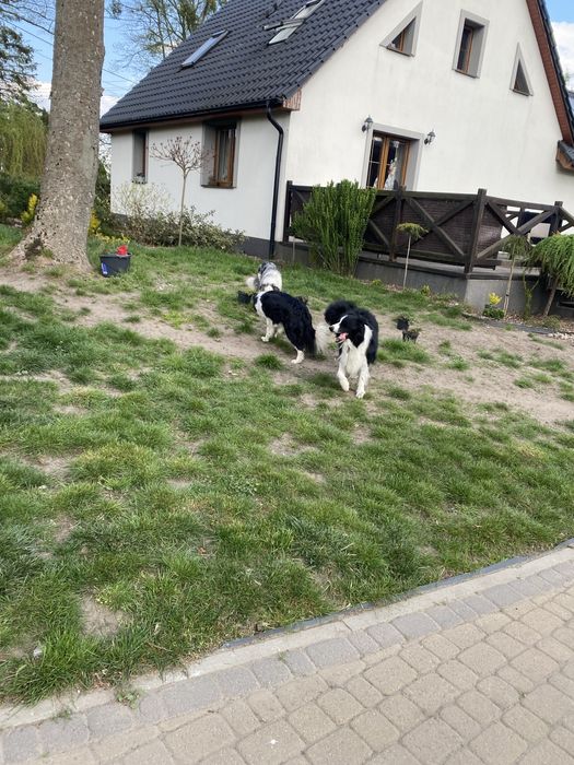 Border Collie szczeniak domowa hodowla odbiór grudzień