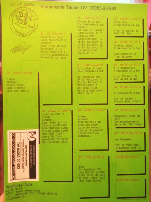 Gołębie pocztowe samica DV