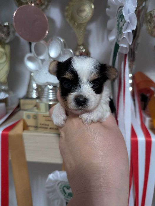 Cudowna, malutka dziewczynka 100% Biewer Yorkshire Terrier