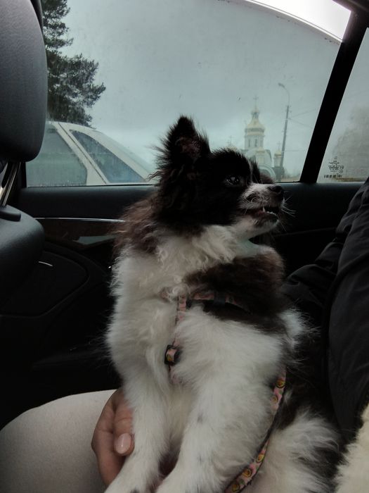 Померанский шпиц девочка