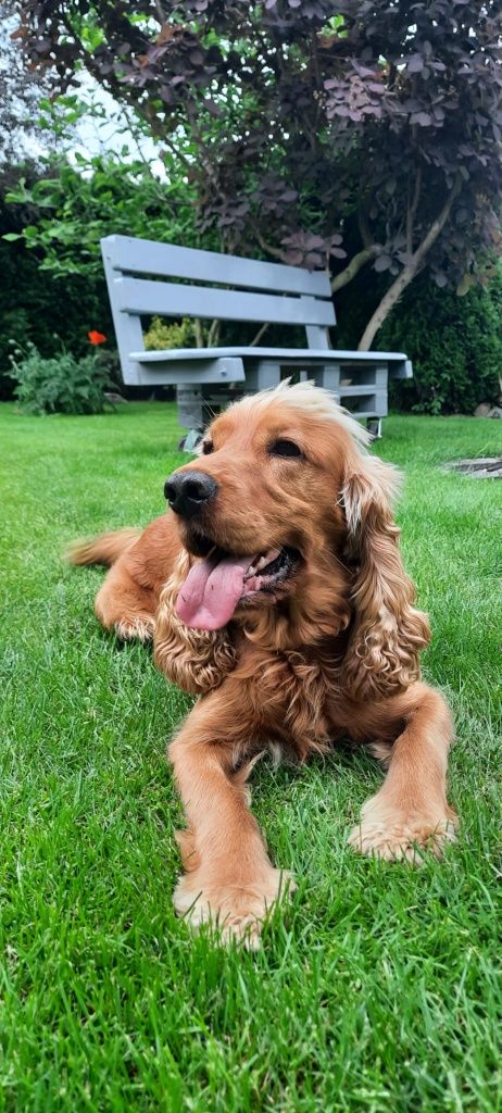 Cocker spaniel angielski