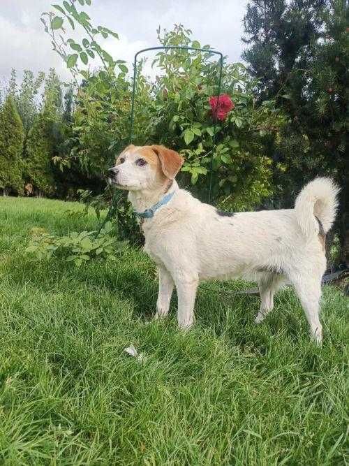 Florka, nieduża sunia do kochania i przytulania.