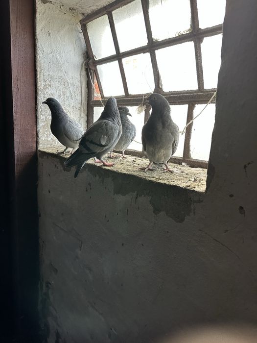 Sprzedam gołebie pocztowe z 2025