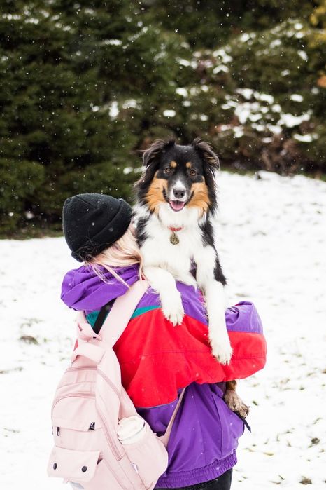 Домашня перетримка собак у Києві, dog sitter