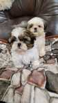 Shih tzu cudny piesio z wyprawką