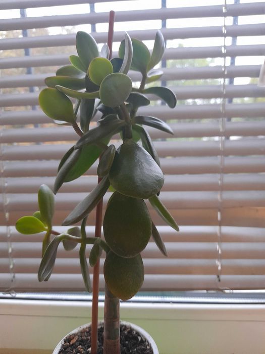 Денежное дерево, толстянка