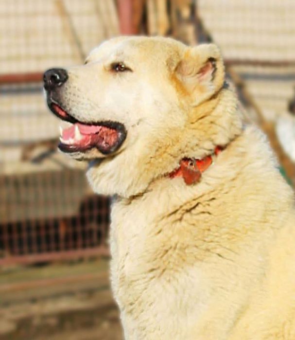 Кобелі  для  в'язки.