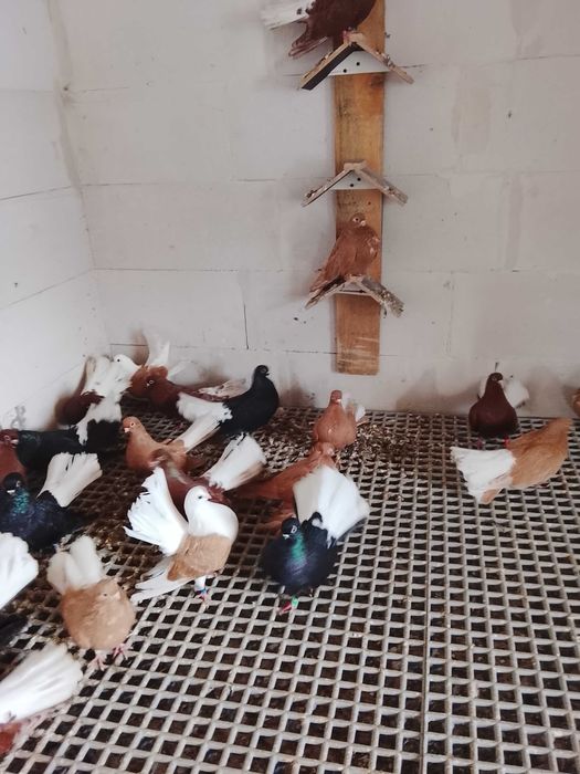 Gołębie ozdobne szariki/sroki/czyliki/ wywrotki/motyle