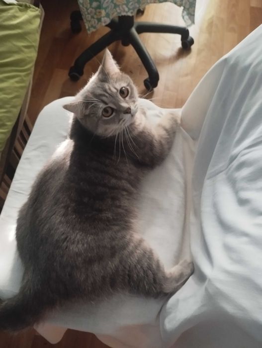 Віддам кота у добрі руки .