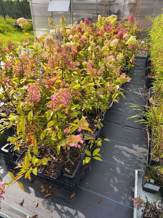 Likwidacja magazynu WYPRZEDAŻ ROŚLIN ogrodowych (Budleje, Hortensje)