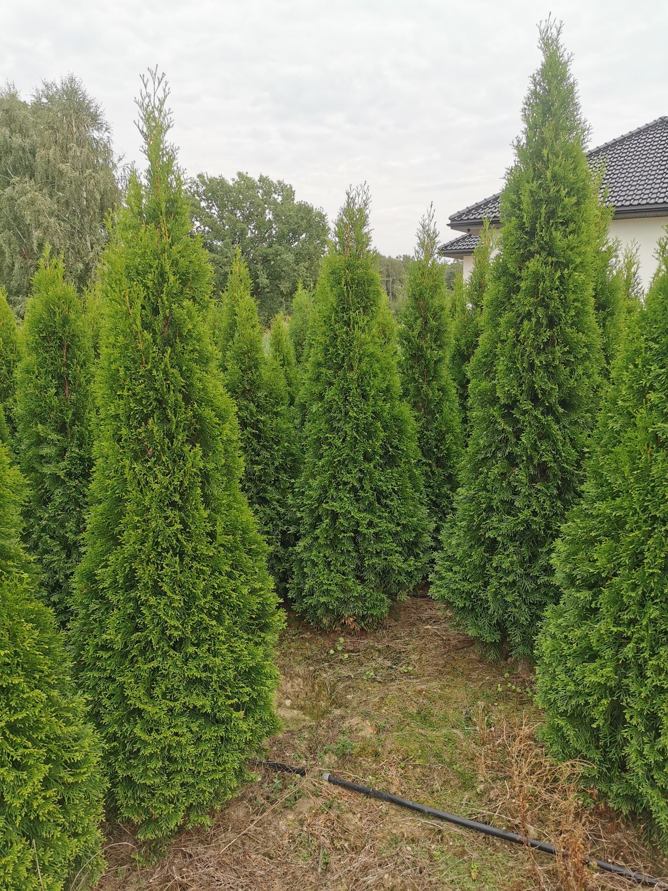 Thuja szmaragd tuja 230cm  OKAZJA tuja tuje thuje żywotni