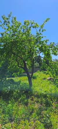 Drzewa drewno jabłoń 3 klony