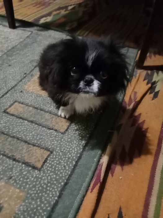 Маленькие пекинесы