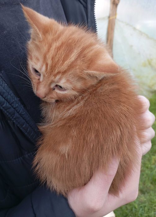 Milutkie kociaczki czekają na przytulenie :)
