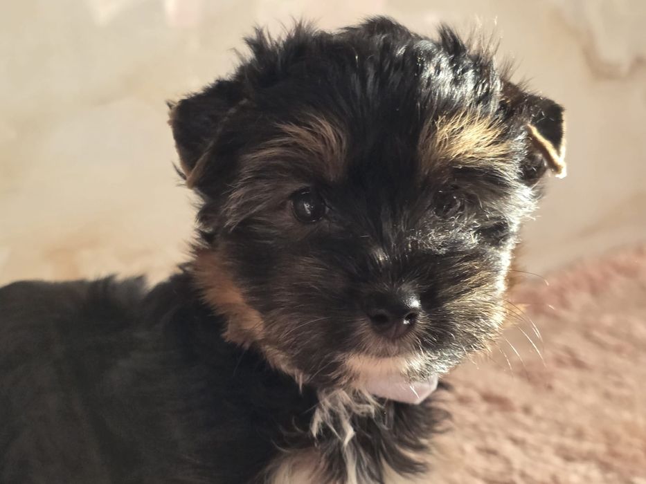 Piesek Yorkshire Terrier