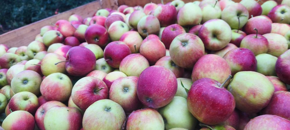 Jabłka Jonagoldy słodkie gruszkowe 20kg własny sad drobniejsze