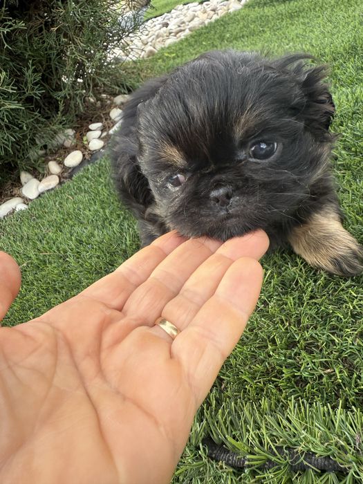 Pequinês/ Pequinoi menina