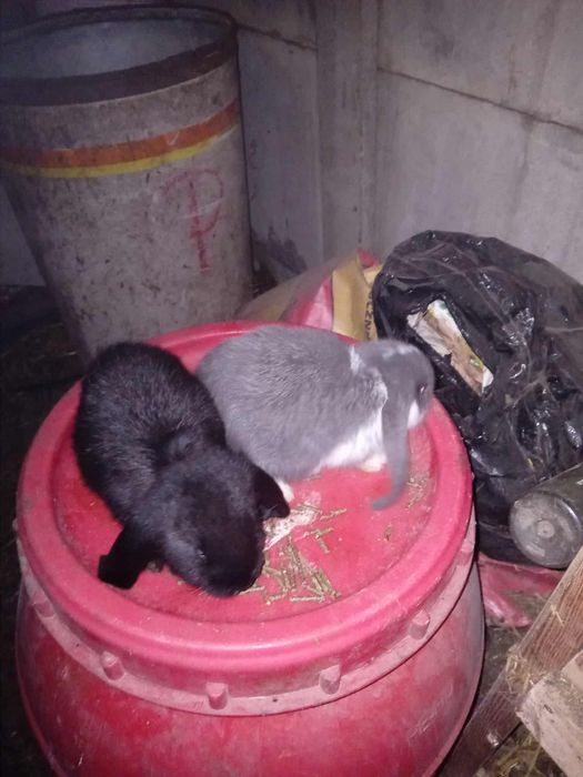 Sprzedam króliki barany francuskie