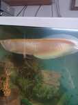 Do sprzedania Arowana 30cm