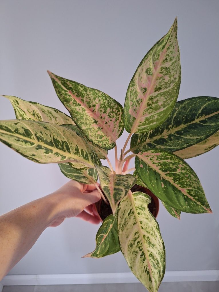 Aglaonema chartreuse pretty/frozen