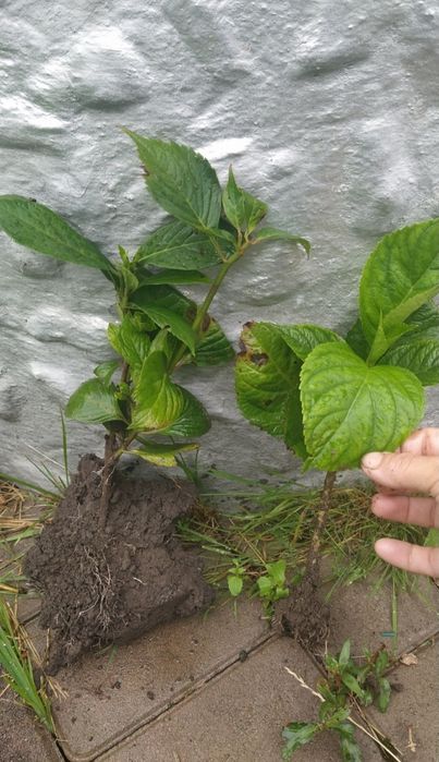 Гортензія хамелеон