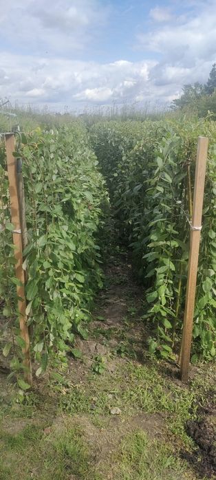 Wierzba Iwa Salix Klimanroc  C4 wys 170cm