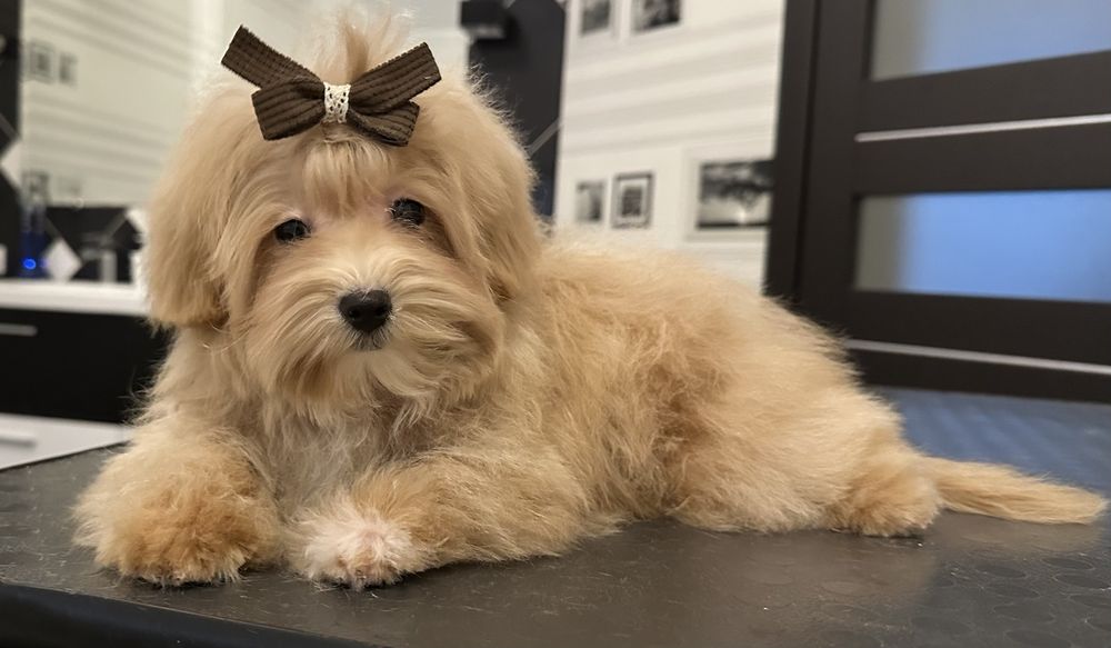 3 міні дівчинки мальтипу ф1, maltipoo f1