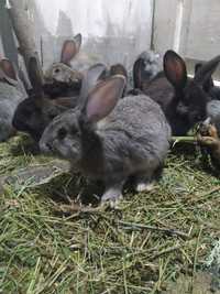 Продам крольчат , домашние гибриды, привитые цена 200 грн.