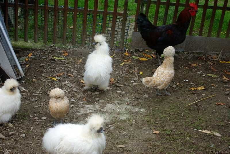 Legbar Cream , Marans , Jaja Lęgowe