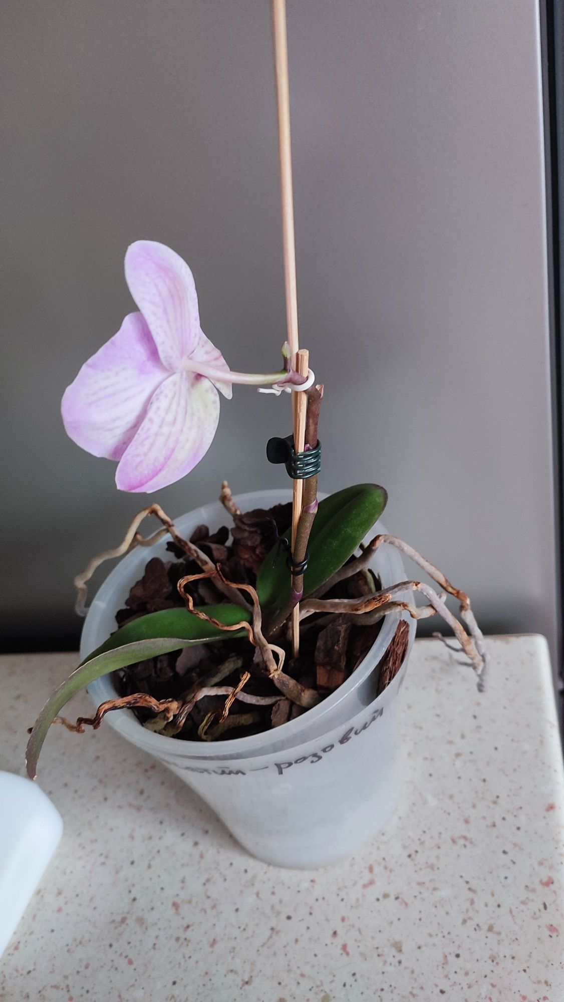 Орхідея фаленопсіс