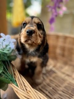 Cocker Spaniel angielski Piesek