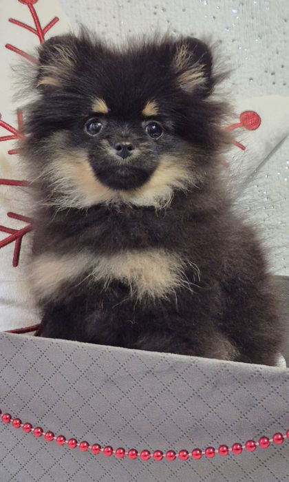 Гарненька манюня померанський щпіц