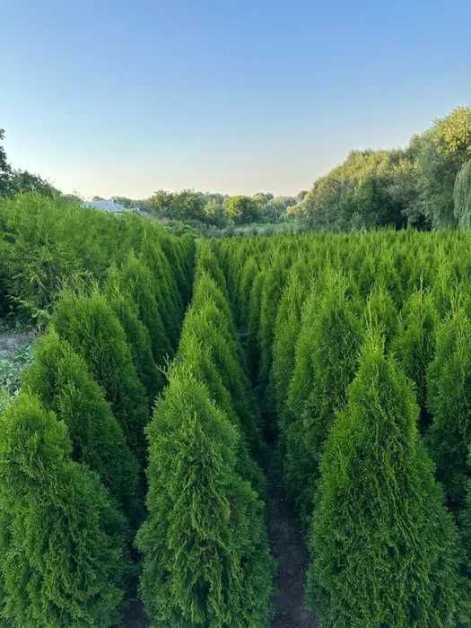 Самшит стрижений куля (Buxus ball)