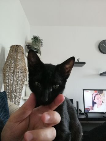 3 gatinhos pretos para adopção