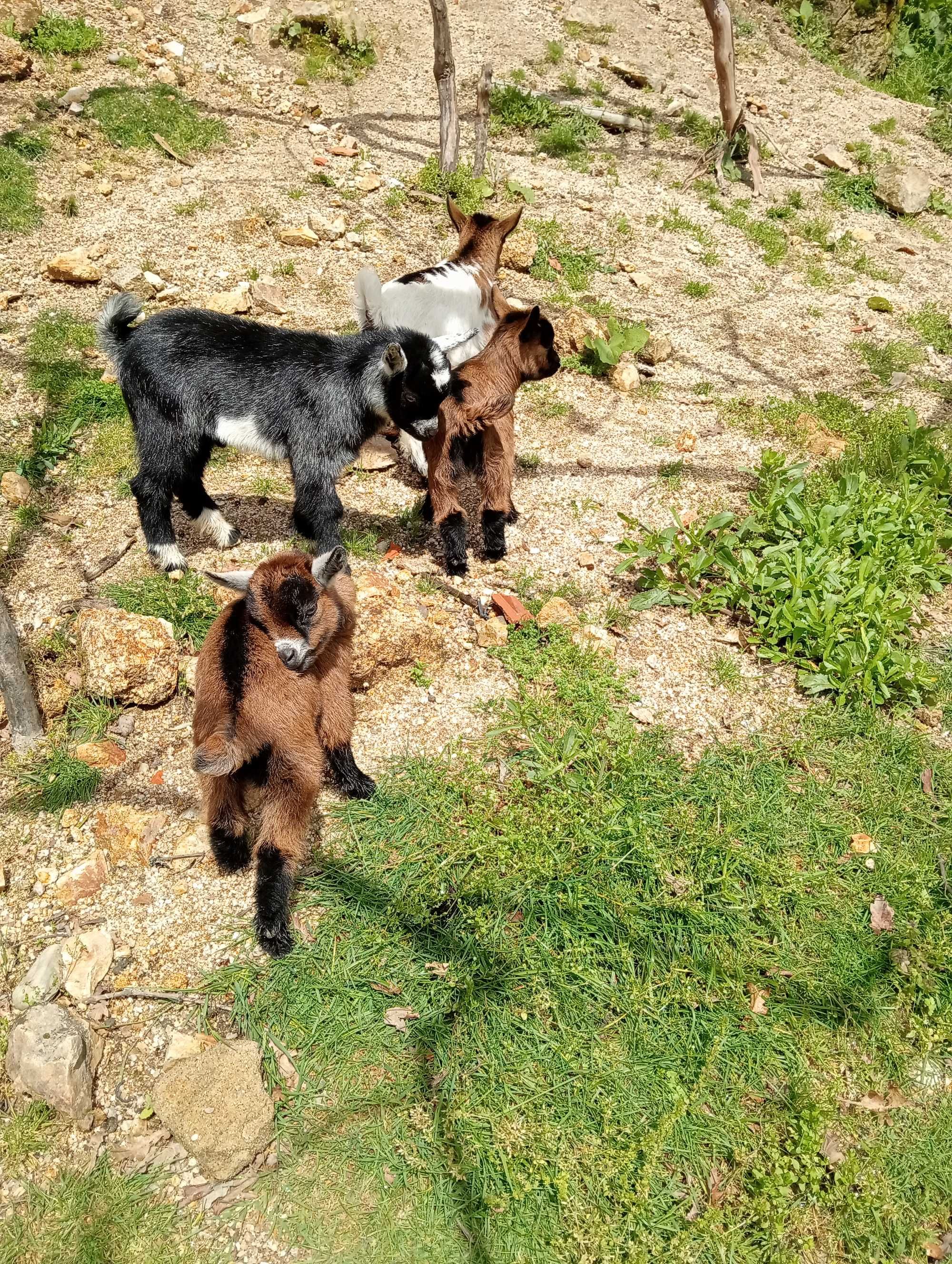Cabras anãs/israelitas