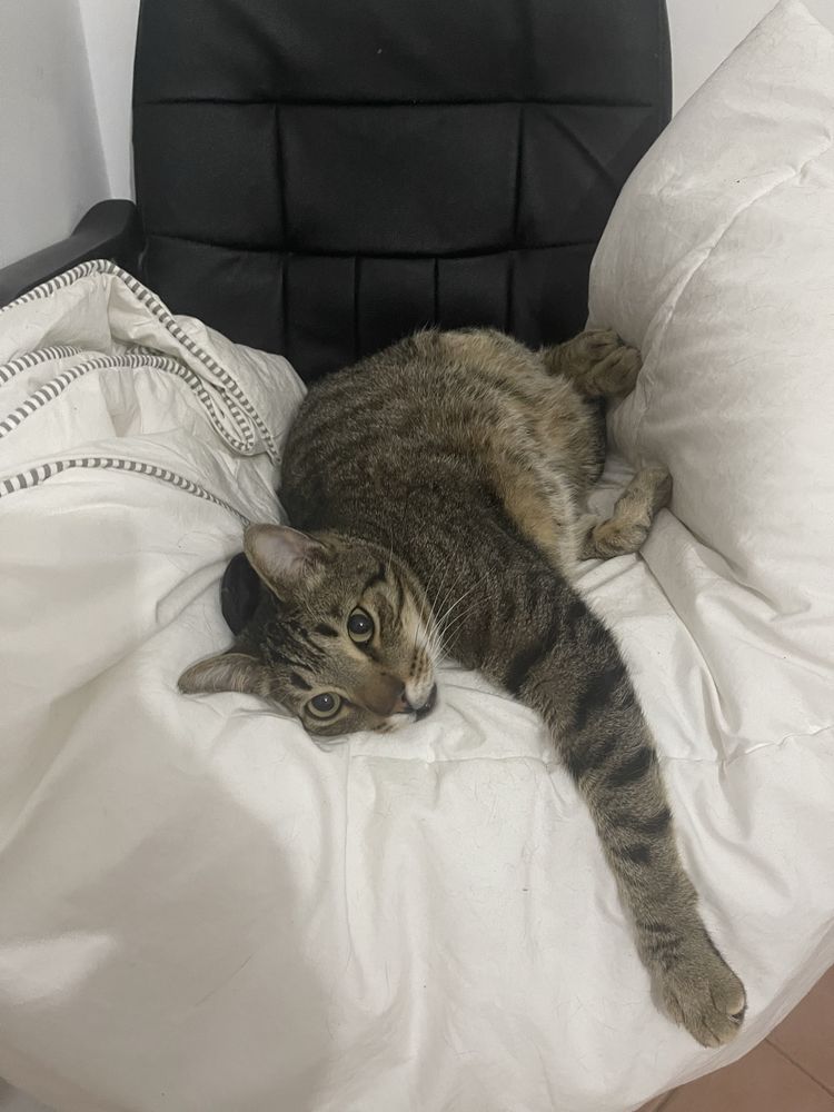 Adoção Responsável Gato