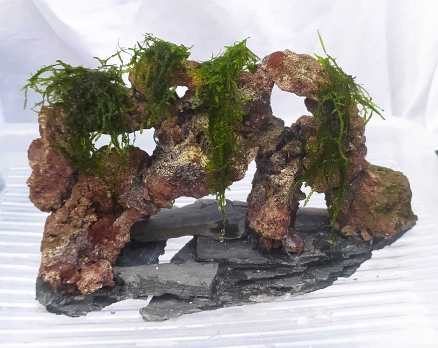 Skałka wulkaniczna z mchem
