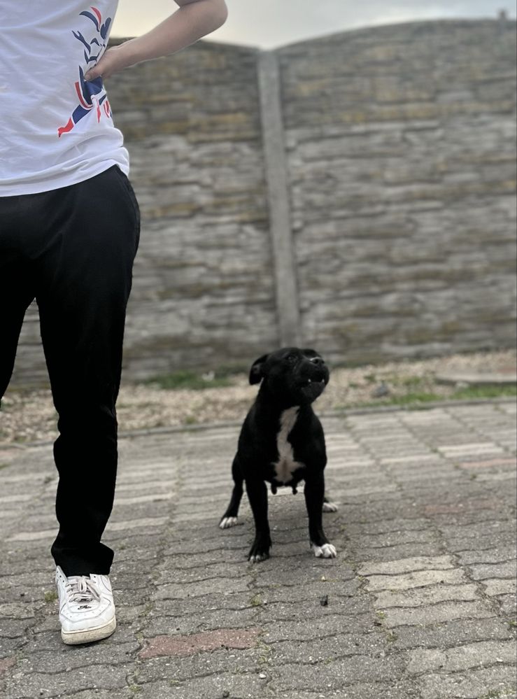 Staffordshire Bull Terrier- Staffik