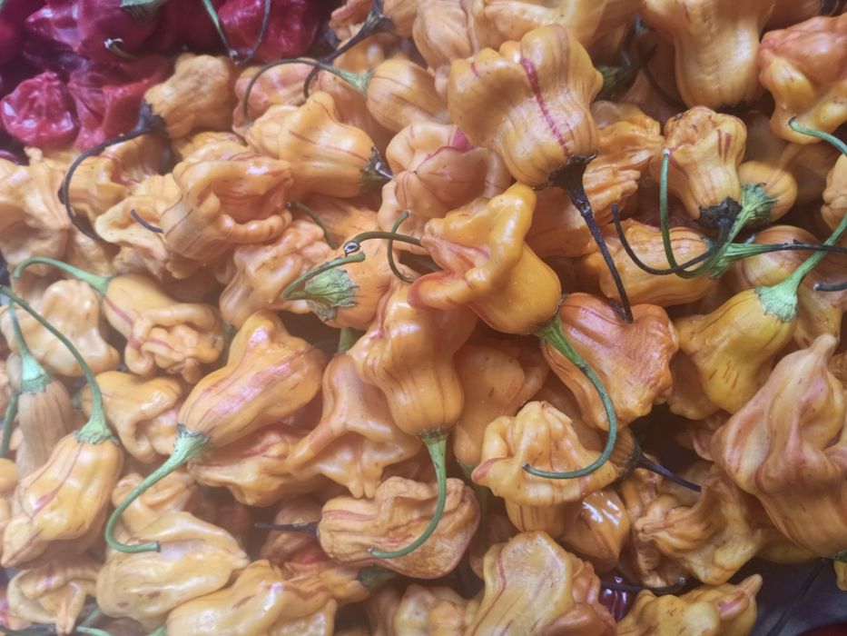 Piri- piri Biológico