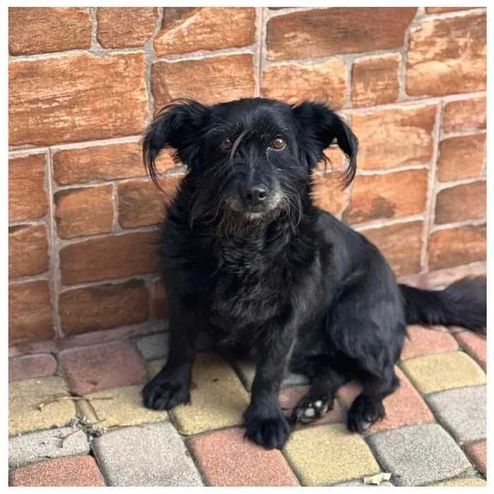 Небольшая собака (10 кг)